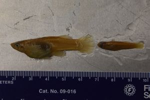 Western Mosquitofish